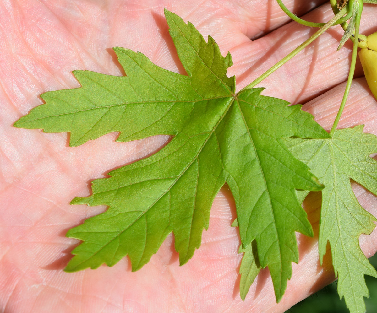 Image of genus Acer specimen.