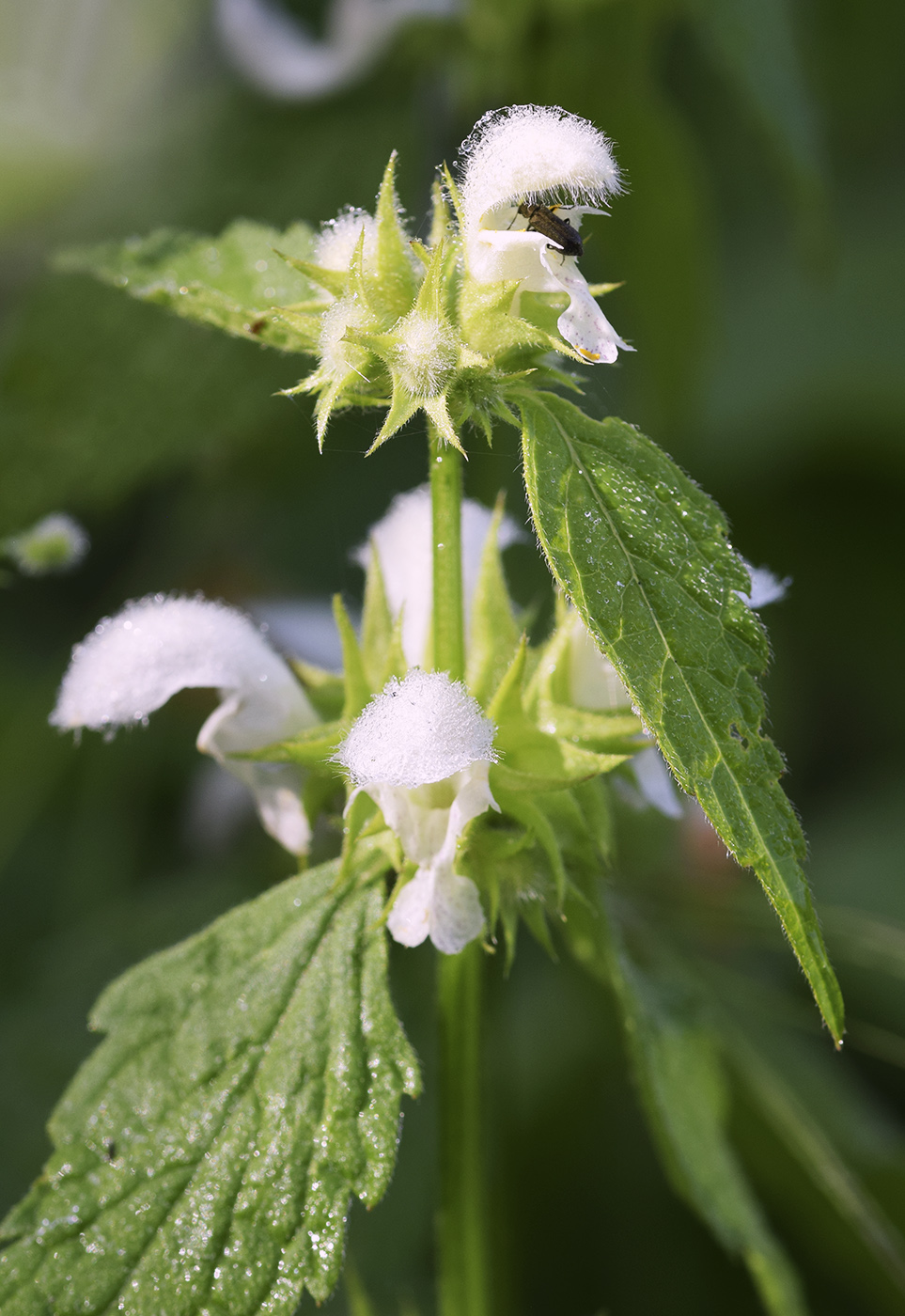 Image of Lamium flexuosum specimen.