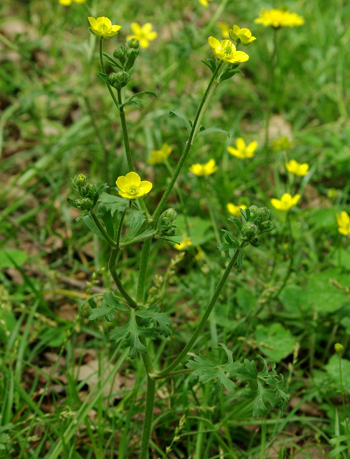 Image of genus Ranunculus specimen.