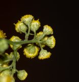 Nidorella resedifolia