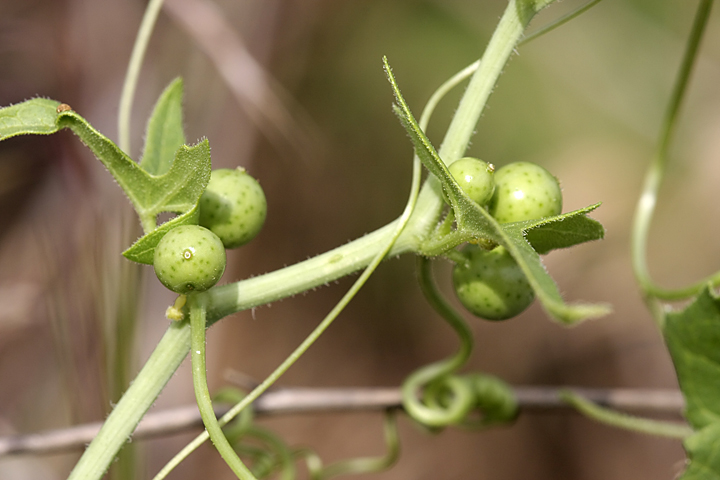 Image of Bryonia melanocarpa specimen.