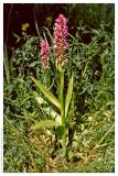 Dactylorhiza incarnata. Цветущее растение. Республика Татарстан, г. Казань, р. Казанка, май 1996 г.