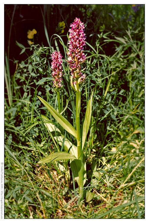 Image of Dactylorhiza incarnata specimen.