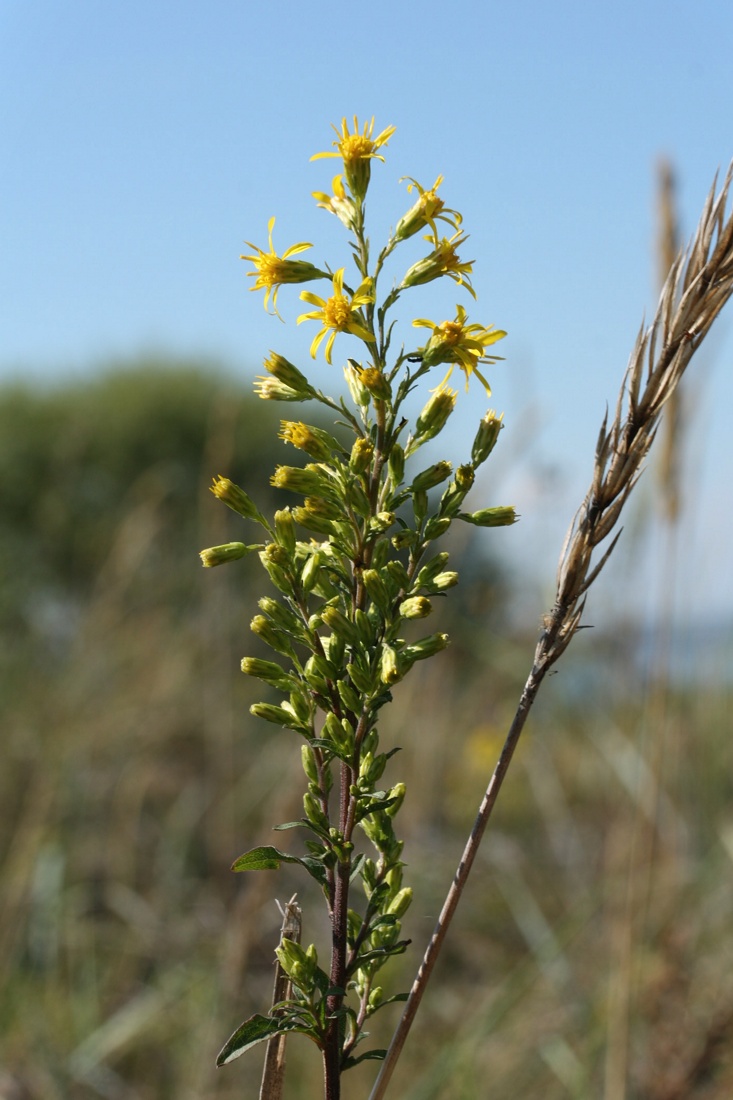 Image of Solidago virgaurea specimen.