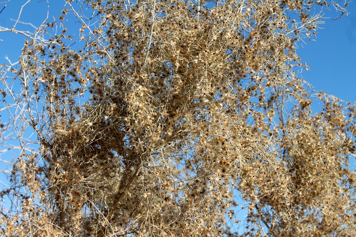 Image of Salsola richteri specimen.