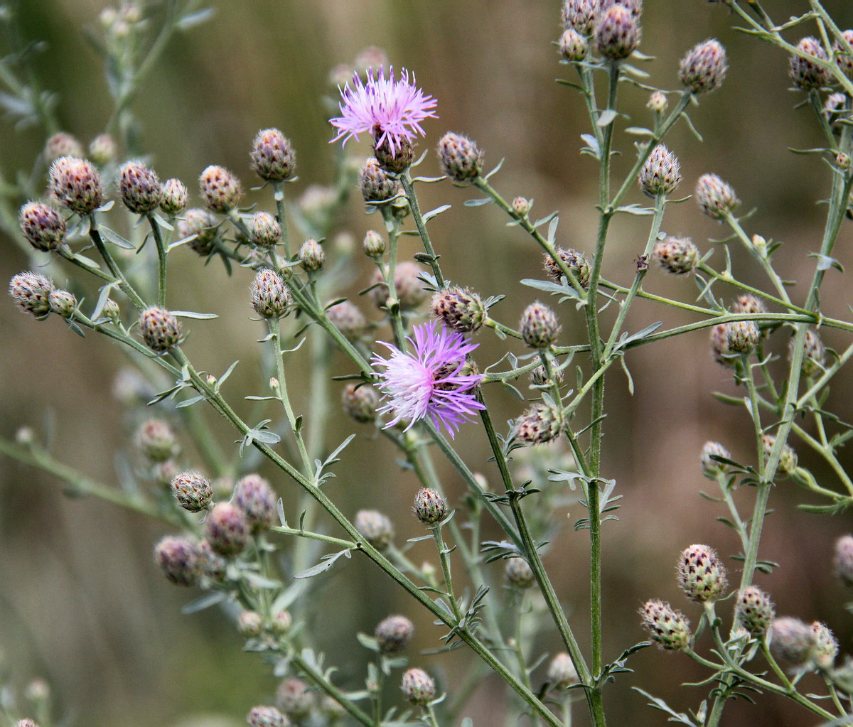 Image of Centaurea stoebe specimen.