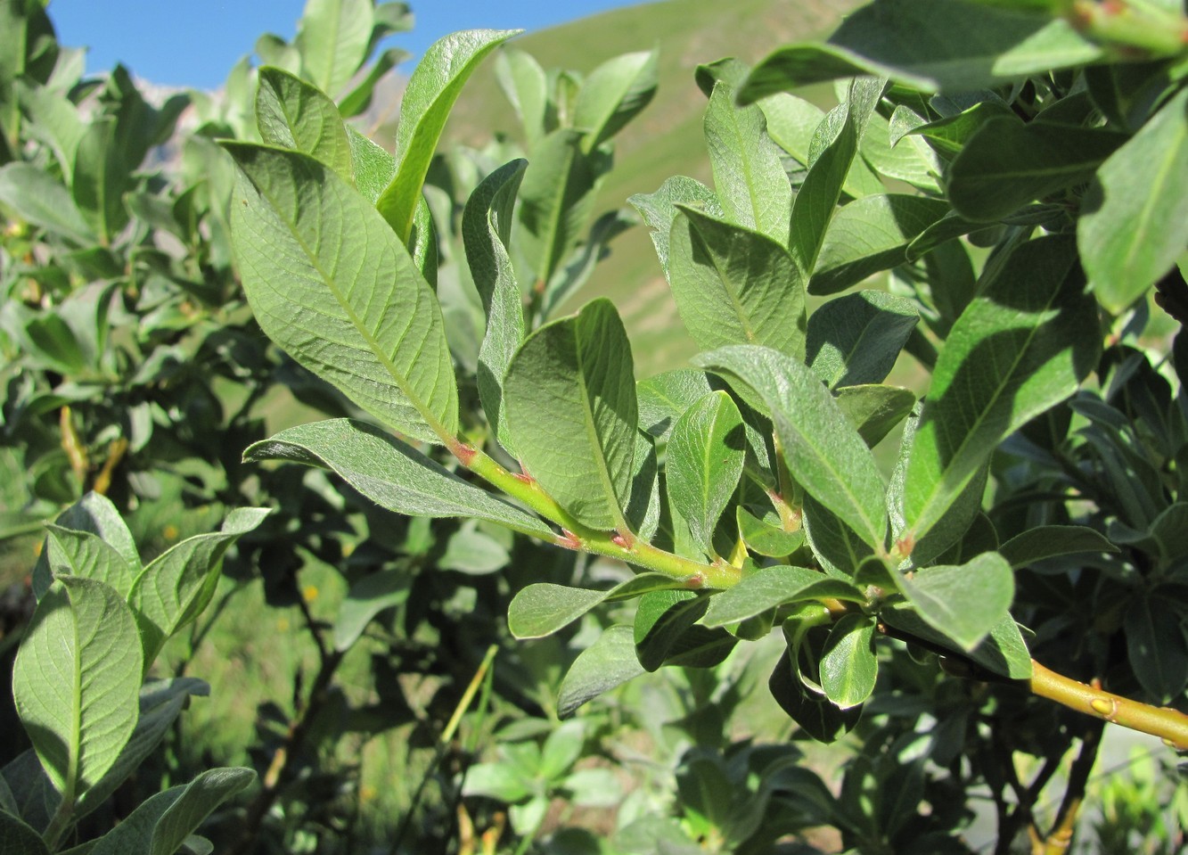 Image of Salix pantosericea specimen.