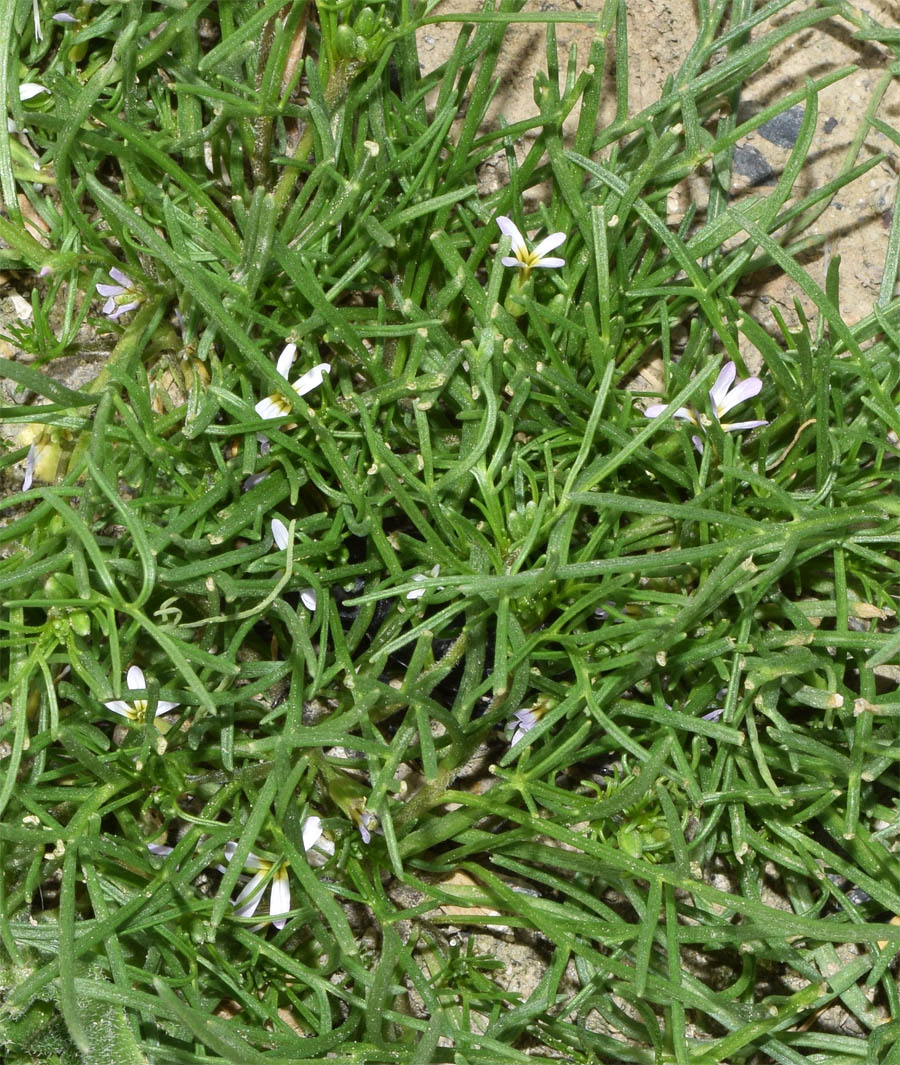 Image of Leptaleum filifolium specimen.