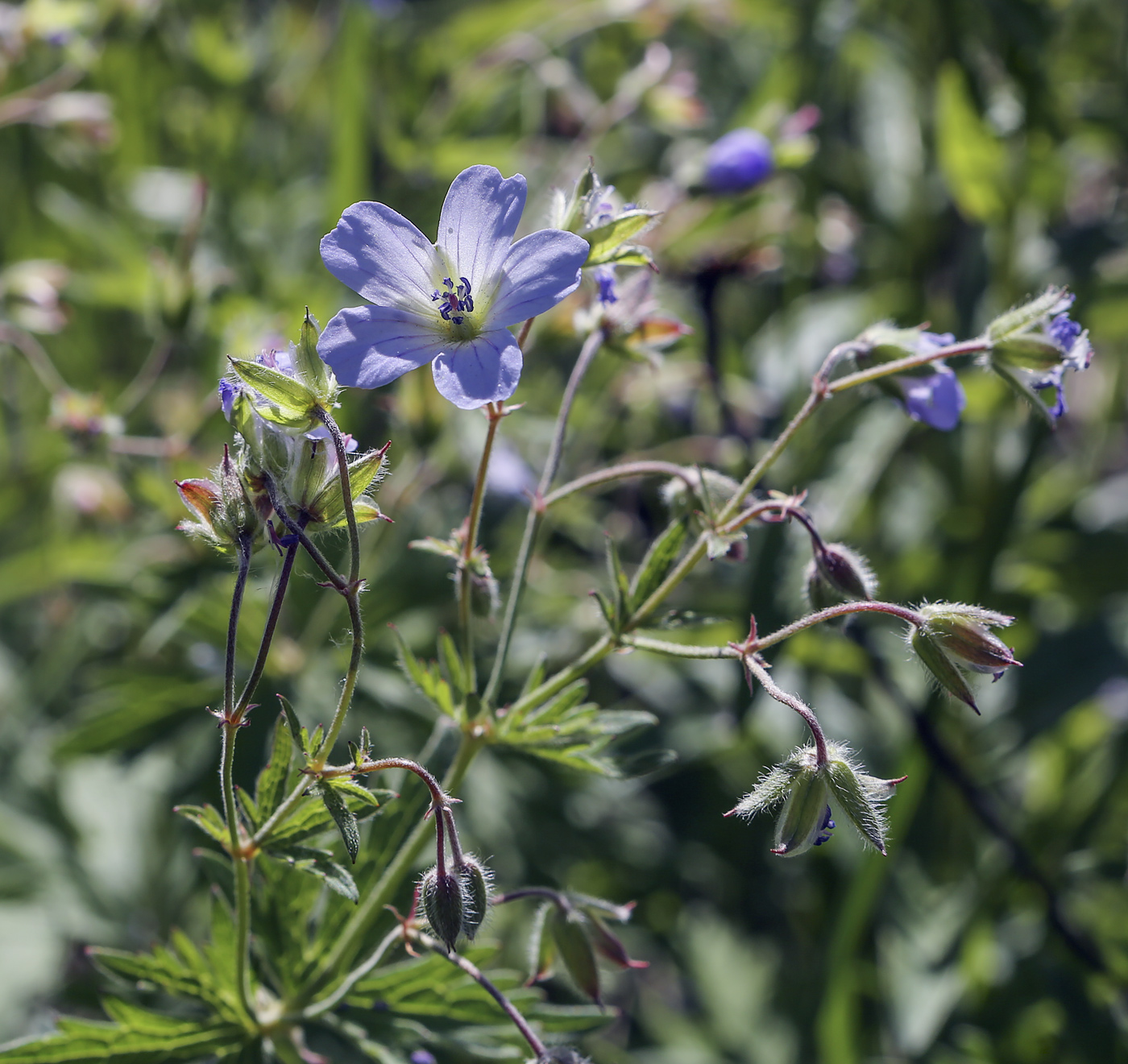 Изображение особи Geranium pseudosibiricum.