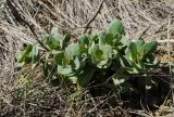 Hylotelephium stepposum. Вегетирующее растение. Челябинская обл., Троицкий р-н, Троицко-Совхозное сельское поселение, окр. пос. Белоключевка, долина р. Уй, каменистый склон прибрежного скальника, степь. 3 мая 2021 г.