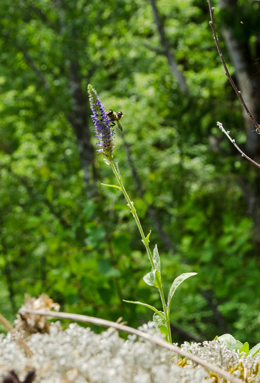 Image of Veronica spicata specimen.