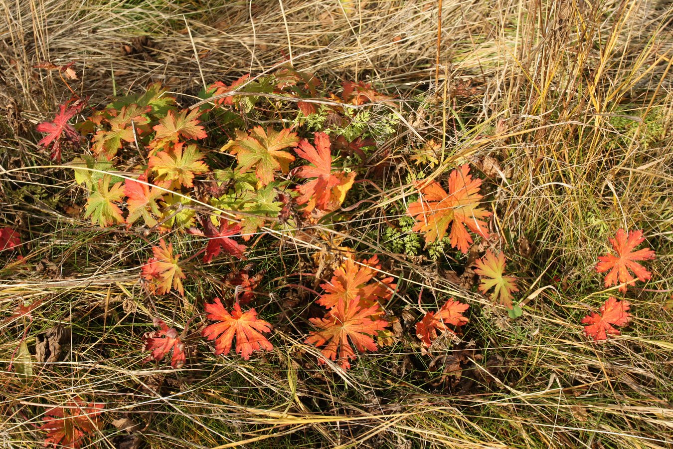 Image of Geranium pratense specimen.