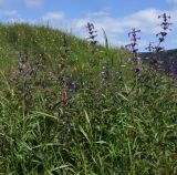 Nepeta sibirica