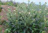 Cirsium echinus