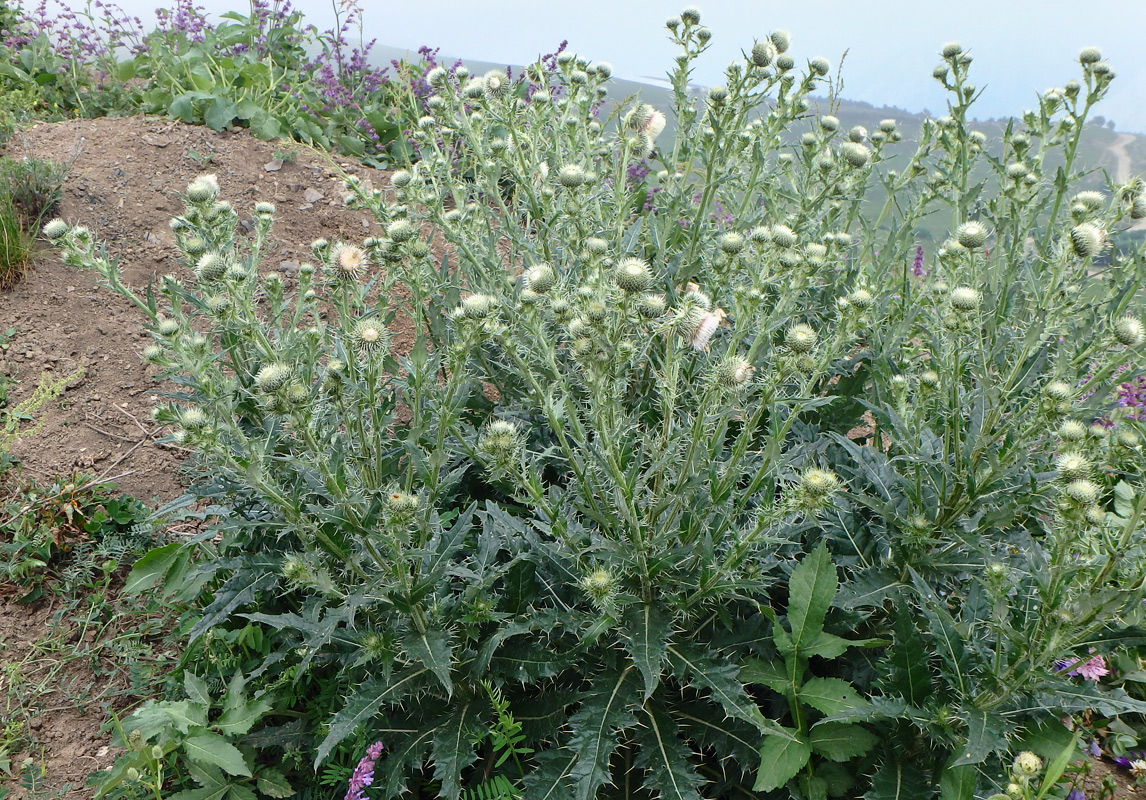 Изображение особи Cirsium echinus.