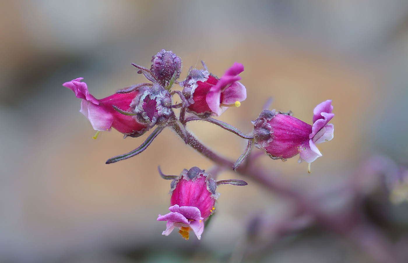 Image of Scrophularia ruprechtii specimen.