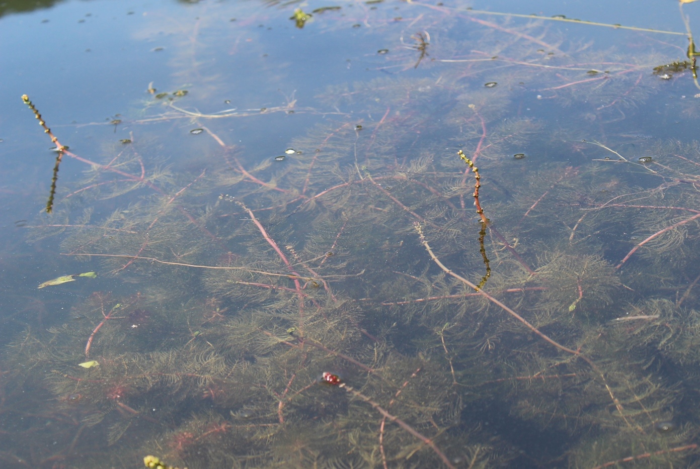 Image of Myriophyllum sibiricum specimen.