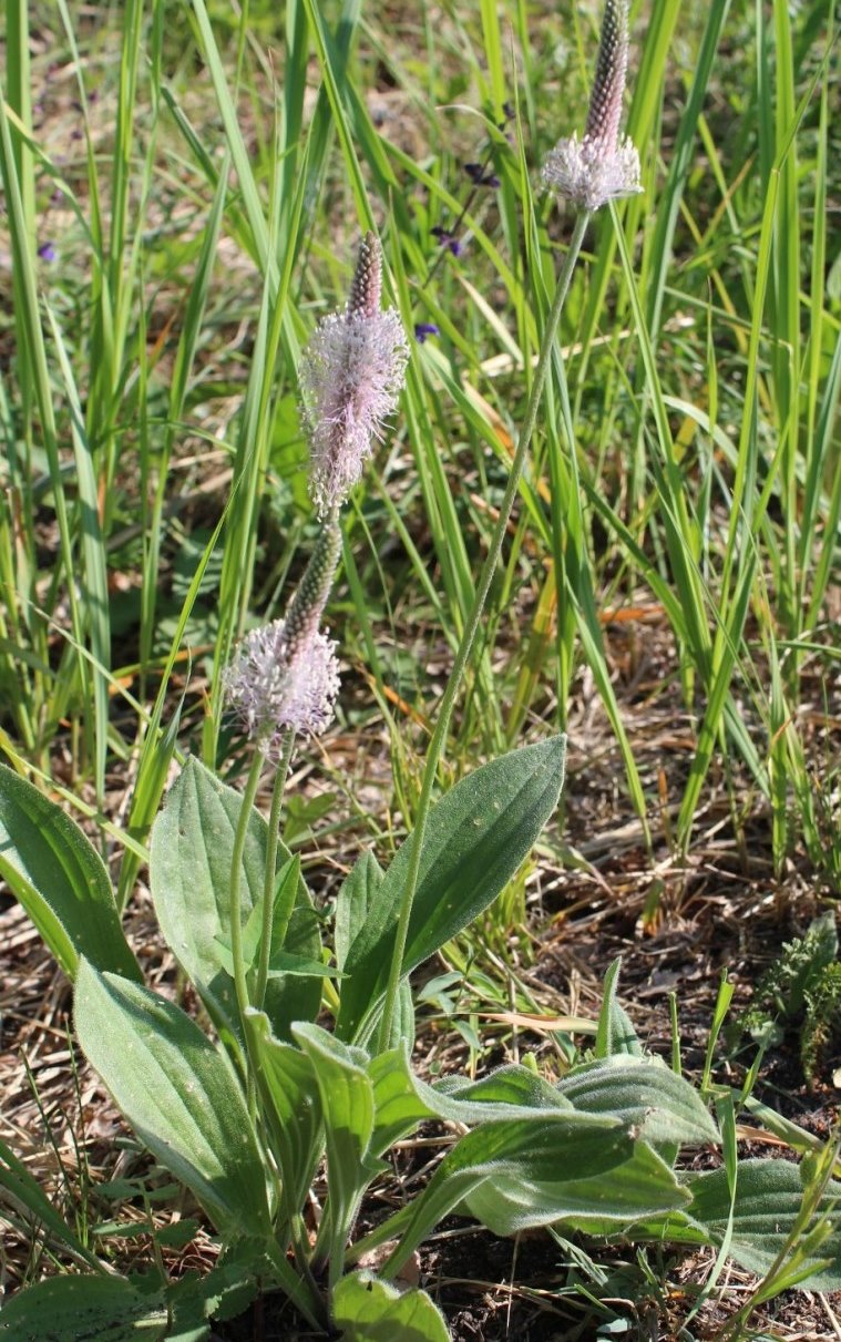 Image of Plantago urvillei specimen.