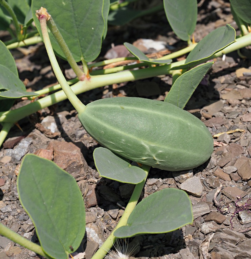 Image of Capparis herbacea specimen.