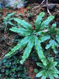 Lygodium circinatum