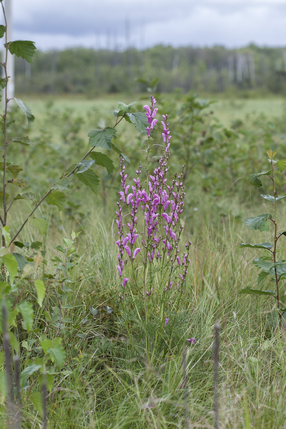 Image of Pedicularis grandiflora specimen.