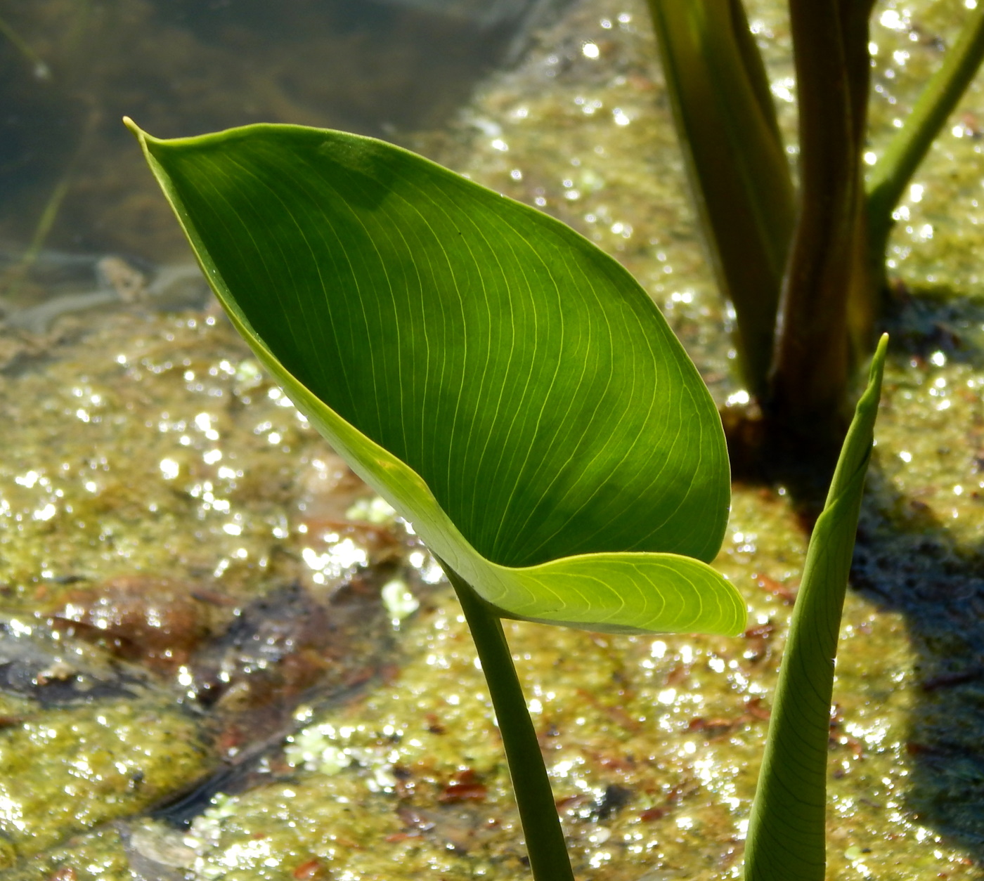 Image of Calla palustris specimen.