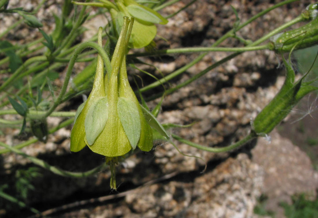 Изображение особи Aquilegia viridiflora.