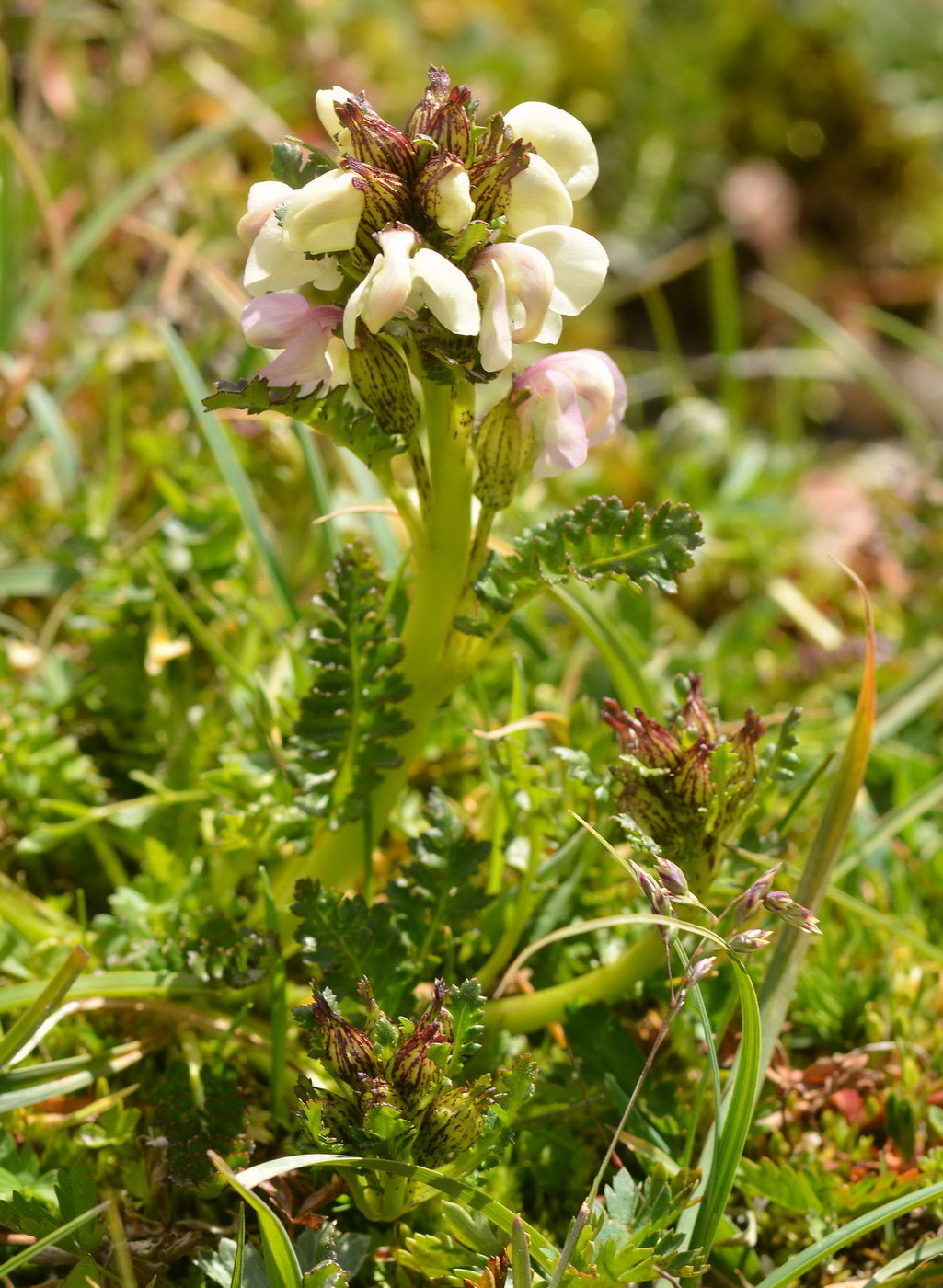 Изображение особи Pedicularis rhinanthoides.