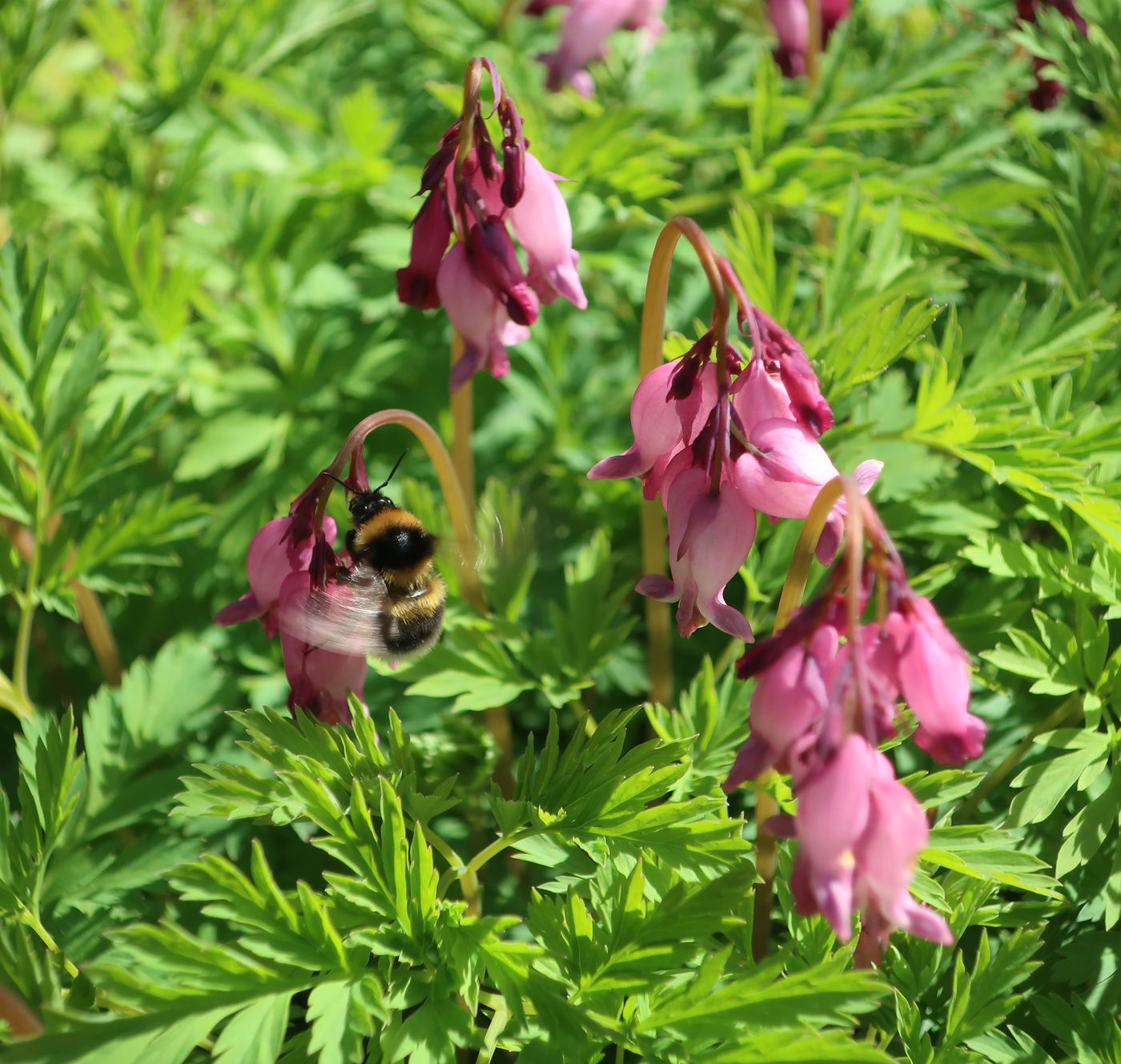 Image of Dicentra formosa specimen.