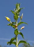 Oenothera depressa