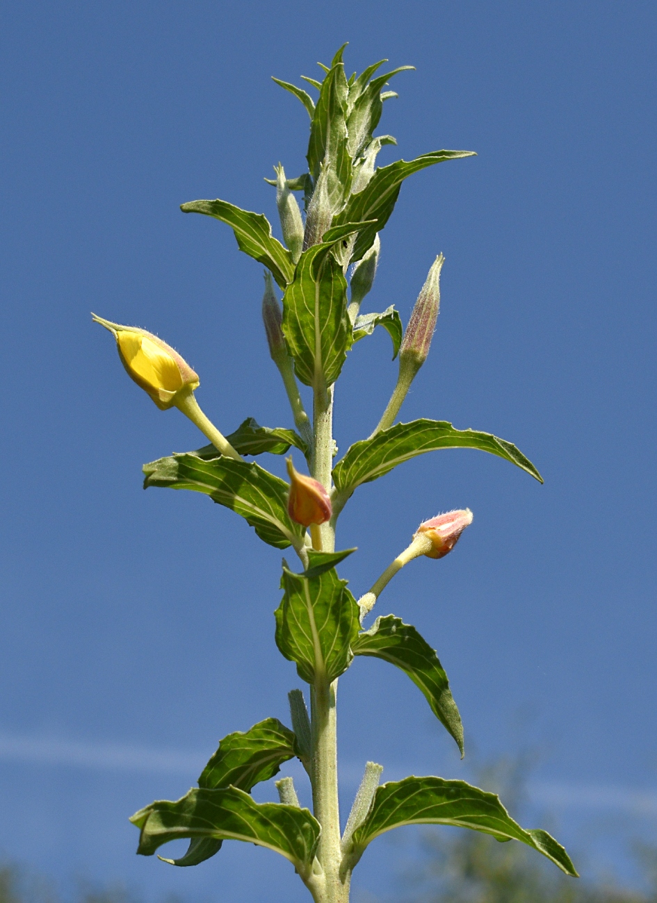 Image of Oenothera depressa specimen.