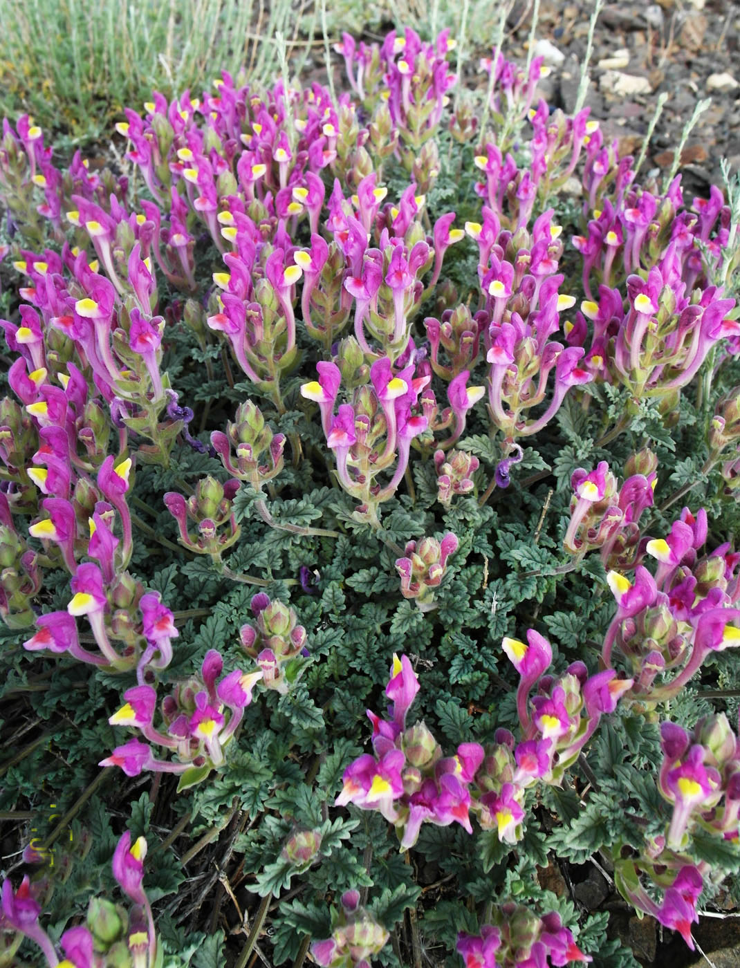 Image of Scutellaria turgaica specimen.