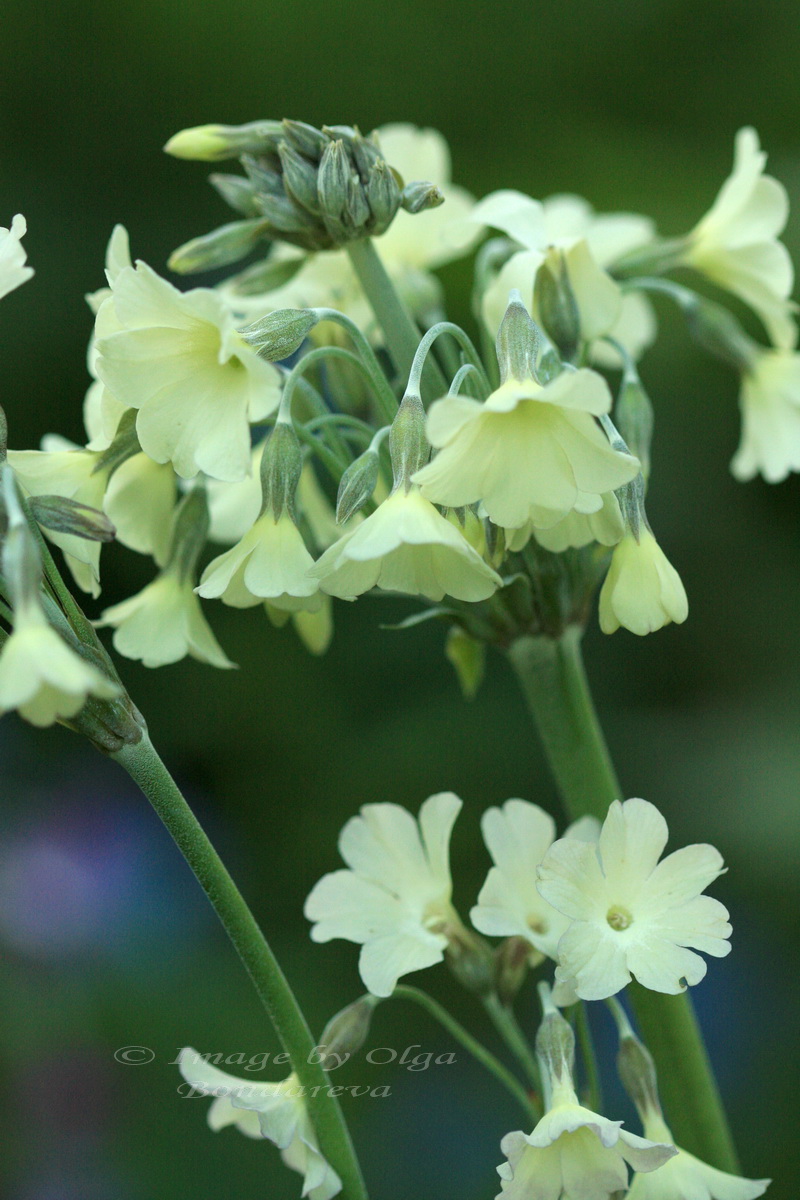 Изображение особи Primula alpicola.