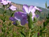 Linum hypericifolium