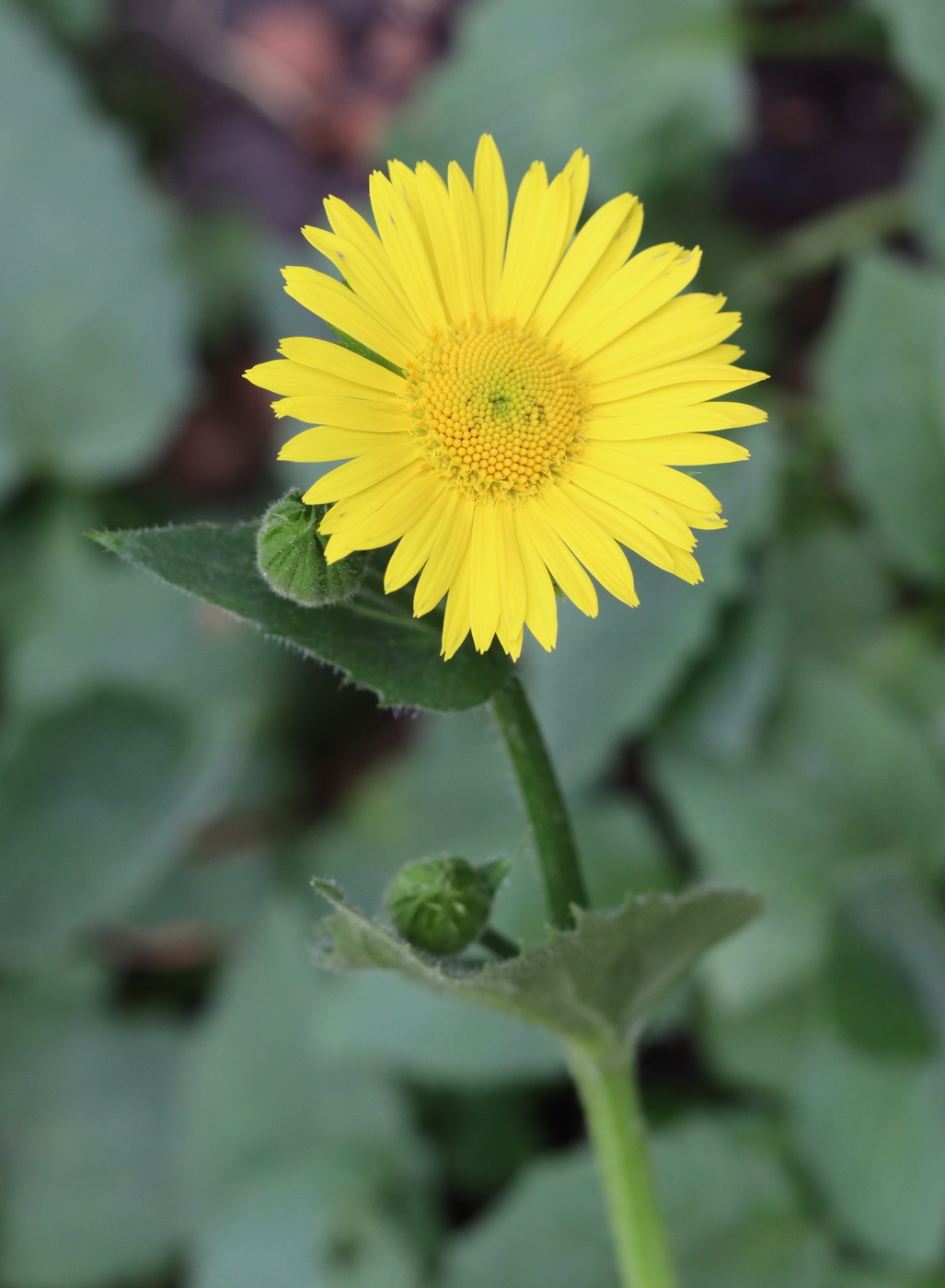 Image of Doronicum orientale specimen.