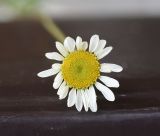 семейство Asteraceae. Соцветие. Республика Ингушетия, Джейрахский р-н, рядом с альплагерем \"Кязи\"; выс. 1980 м н.у.м. луг, рядом с мачтой ЛЭП. 22 июля 2022 г.