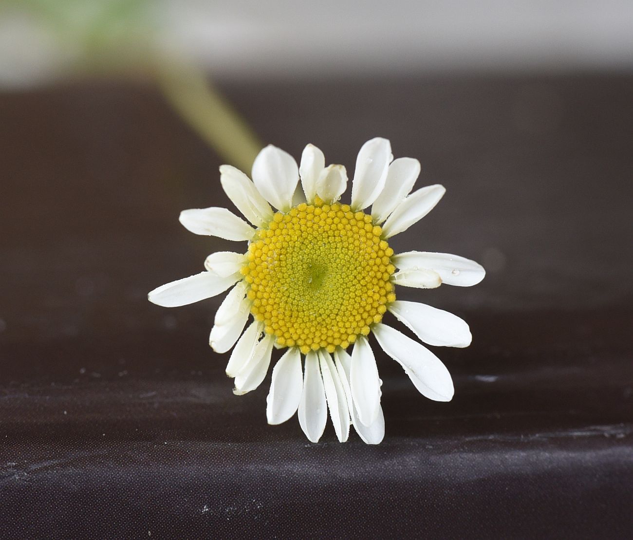 Изображение особи семейство Asteraceae.