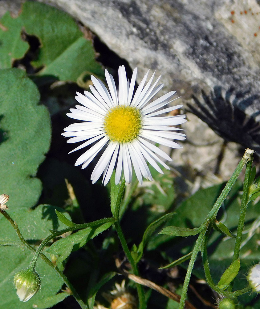 Image of Erigeron annuus specimen.