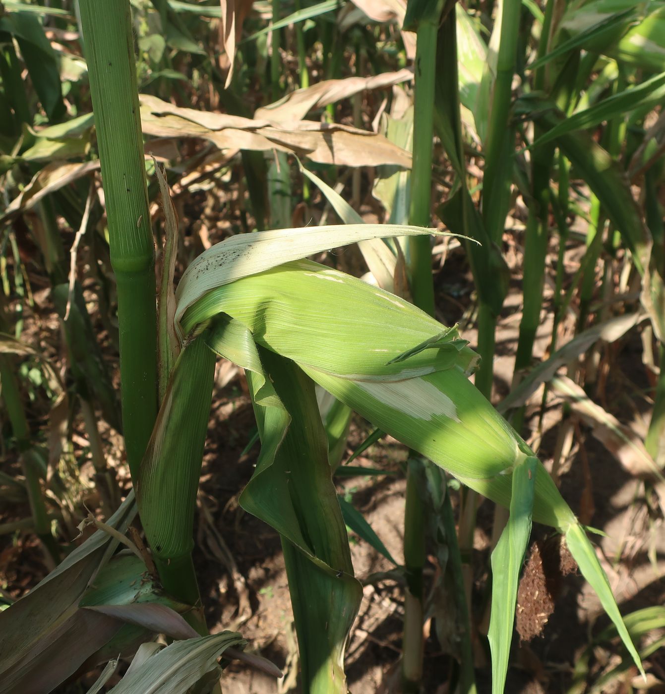 Image of Zea mays specimen.