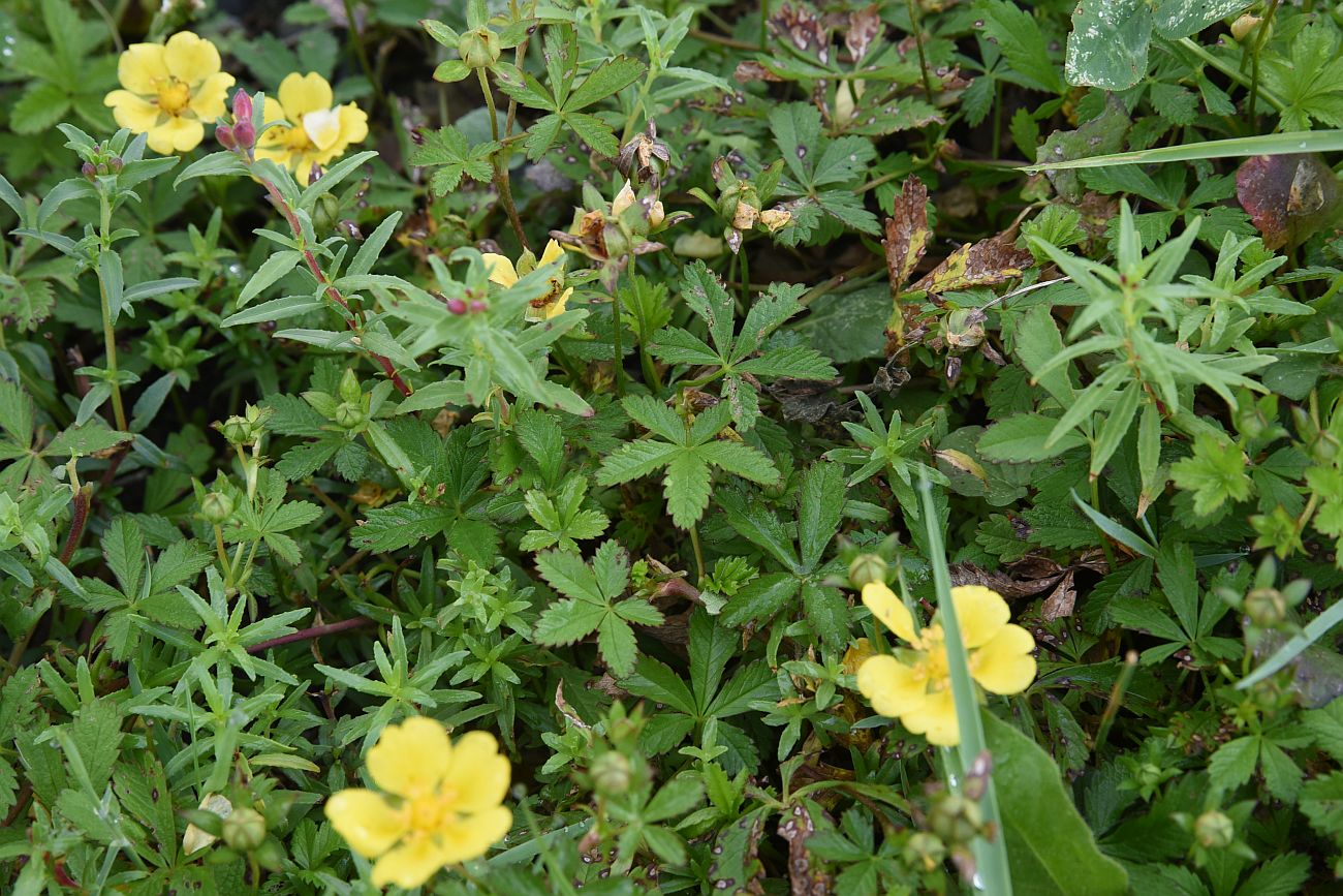 Image of Potentilla reptans specimen.