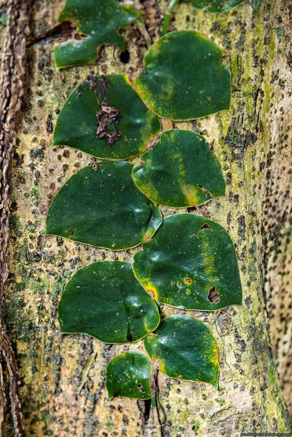 Изображение особи род Monstera.