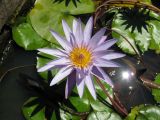 Nymphaea variety caerulea