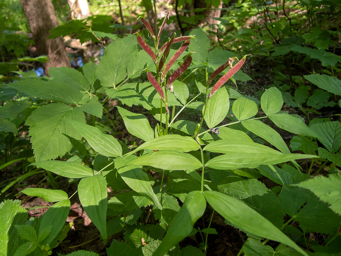 Изображение особи Lathyrus vernus.