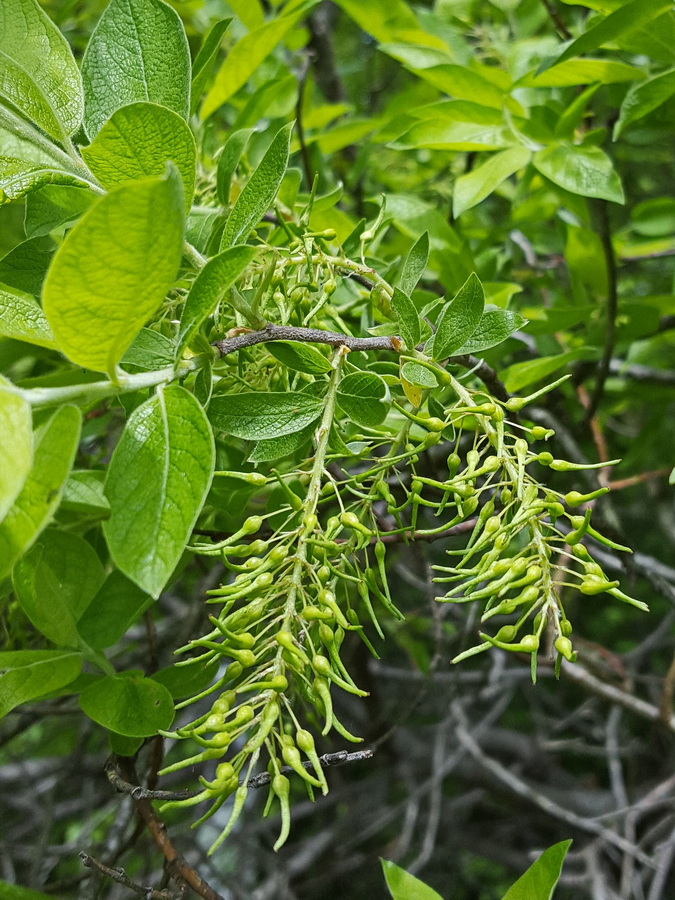 Image of Salix bebbiana specimen.