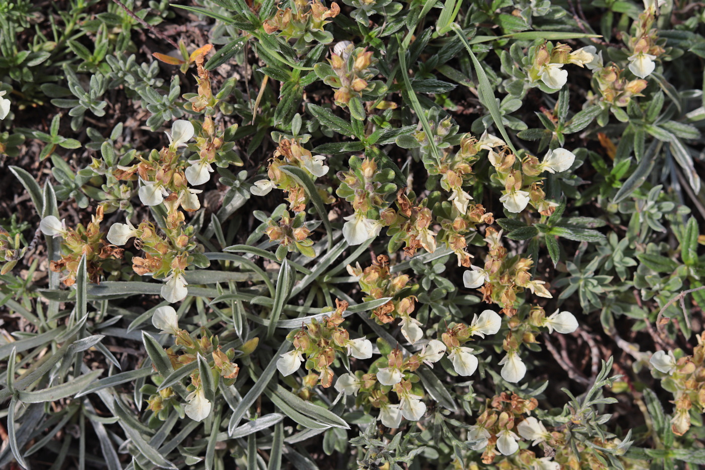 Image of Teucrium jailae specimen.