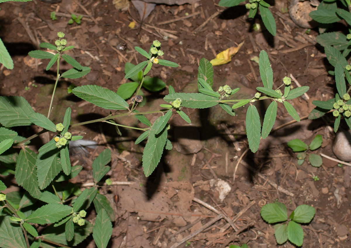 Image of Sida rhombifolia specimen.