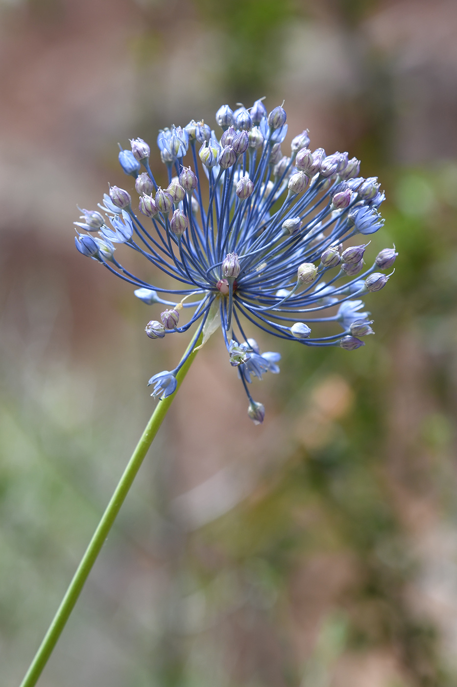 Изображение особи Allium caesium.