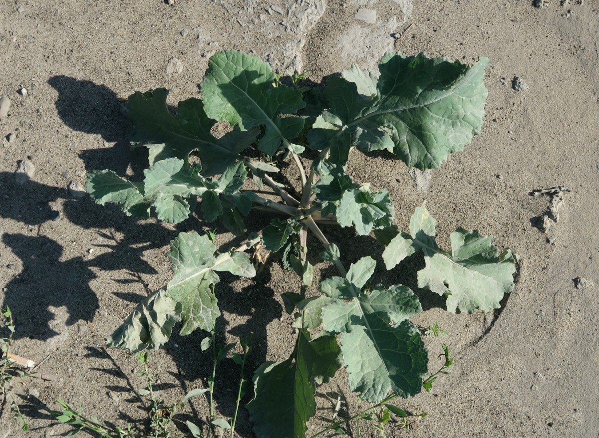 Image of Brassica napus specimen.