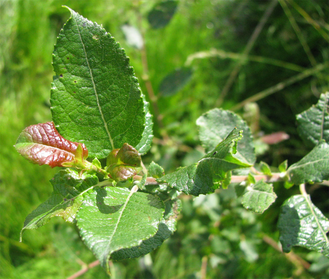 Image of Salix myrsinifolia specimen.