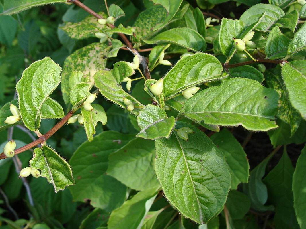 Image of Lonicera maximowiczii specimen.